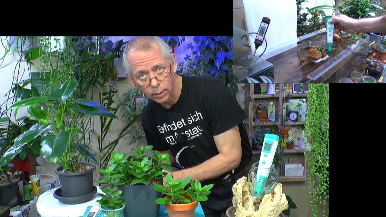 Flammendes Kätchen, Philo Burle Marx, Ausrtalisches Zitronenblatt, Frauenschuh und Garnelenbecken