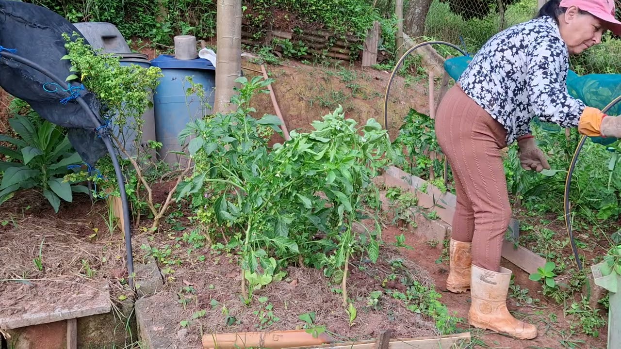 Limpando  a horta.aproveitado gue parou a chuva