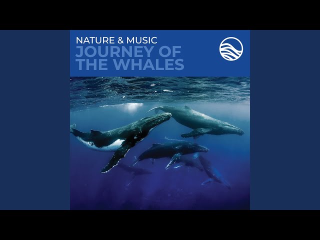 David Arkenstone - Waltz of the Whales