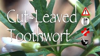 Cut Leaved Toothwort: Edible, Medicinal, Cautions & Other Uses