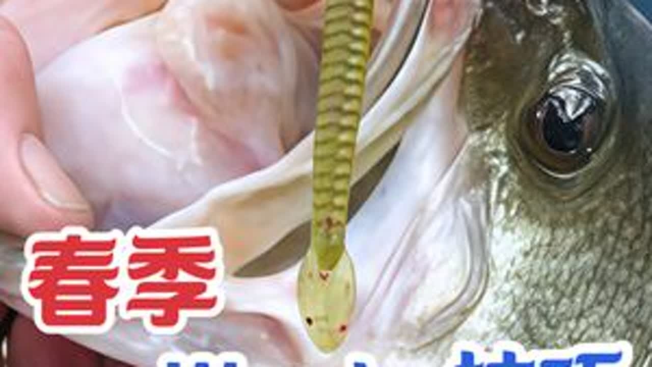 春季Wacky钓组的使用技巧 #鲈钓 #鲈钓技巧 #路亚野钓