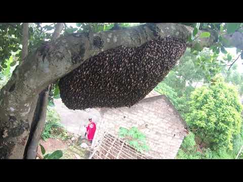 Video Ong Khoái rừng - loài ong hung hãn và cái kết bị ngâm... - youtube