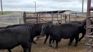 Smith Replacement Heifers at LLA 5/3/2022