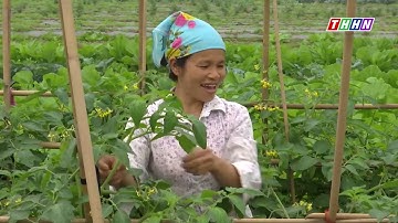 Thực hiện tiêu chí tổ chức sản xuất, thu nhập trong xây dựng NTM