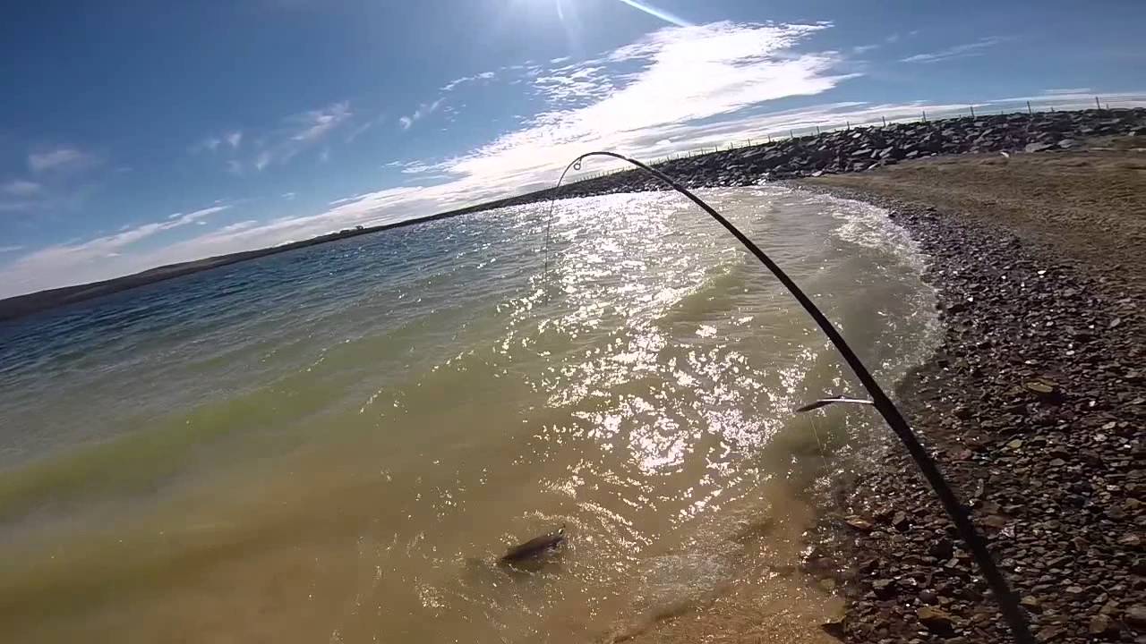 Thompsons Creek Dam Rainbow Trout 2015 YouTube