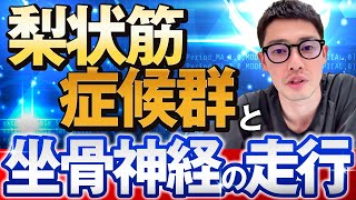 【走行ルートの理解で神経障害の見逃しを防ぐ‼︎】梨状筋症候群と坐骨神経の関係を整理して痛みのメカニズムを明確化しよう
