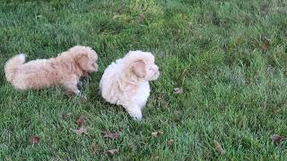 Havapoo Puppies For Sale