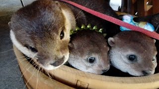 After playing in the river, join the otter dolls! [Otter life Day 319]【カワウソアティとにゃん先輩】