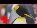 Penguins and Their Habitat