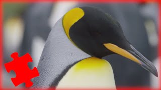 Penguins: From Frozen Seas - FreeSchool Productions by Free School 14,035 views 1 year ago 8 minutes, 24 seconds