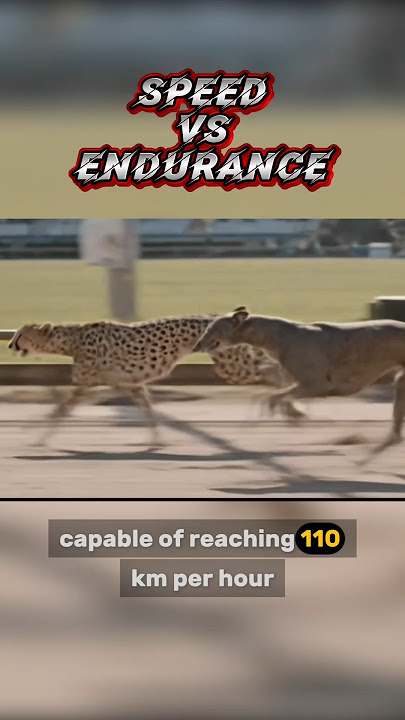 Cheetah vs Greyhound – Speed, Stamina, and the Ultimate Race