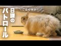 部屋中くまなく探索するうさぎ隊長No.335