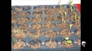 Hydrofarm CK64050 Germination Station with Heat Mat