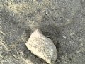 شيلة الهاجس إلي لا يجيني و لا يروح تصويري