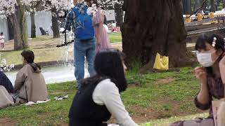東京お花見散歩　強風の代々木公園で桜を愛でる　明日から外出自粛　桜も見納めか　2020/3/27 19