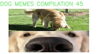 dog memes compilation 45