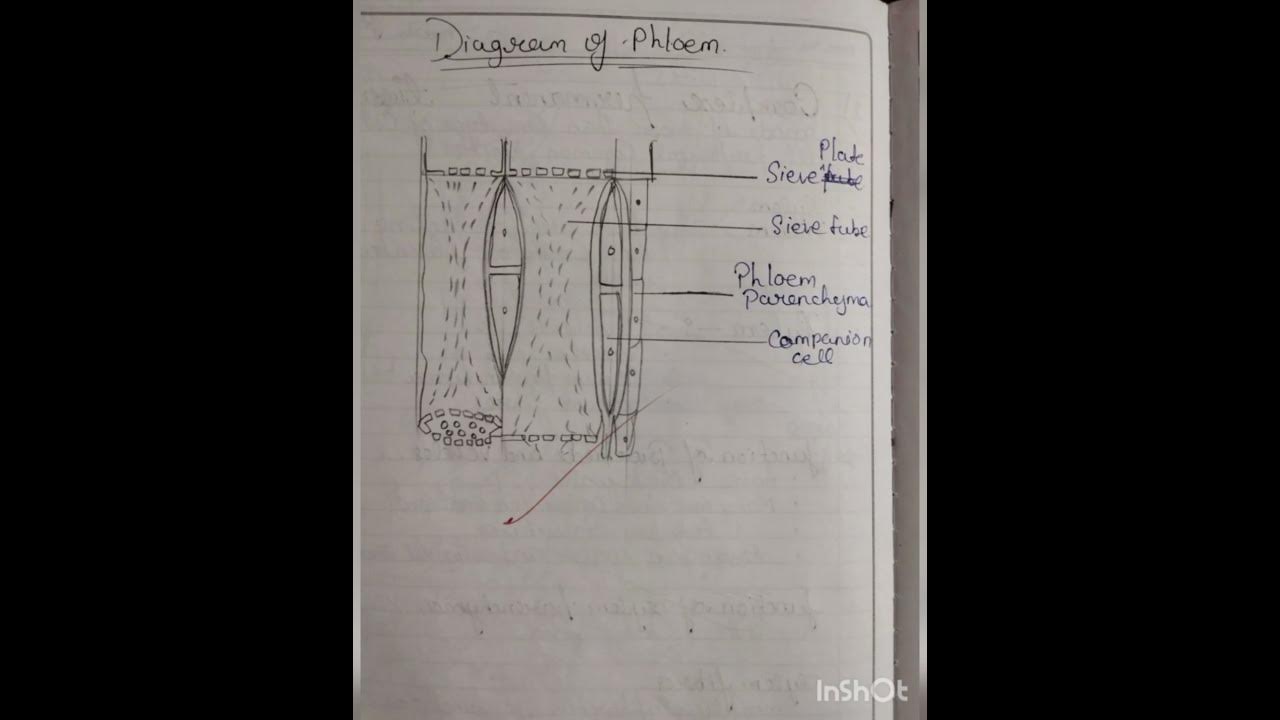 class 9th Biology diagrams.. part 2 - YouTube