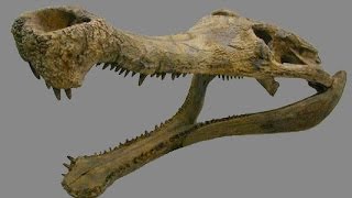 DG#180 - Was Sarcosuchus a Giant Crocodile?