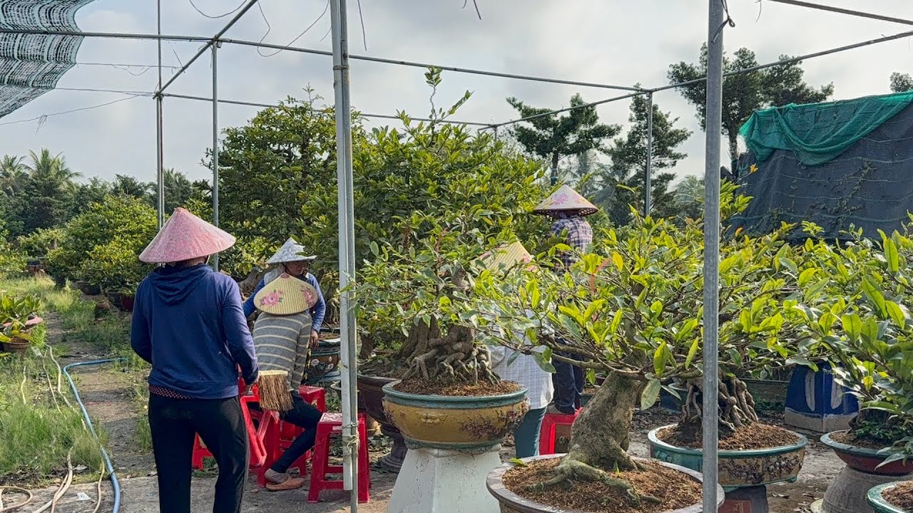 Увеличение роста листьев на 60% для формирования шероховатых почек — способствует формированию ро...