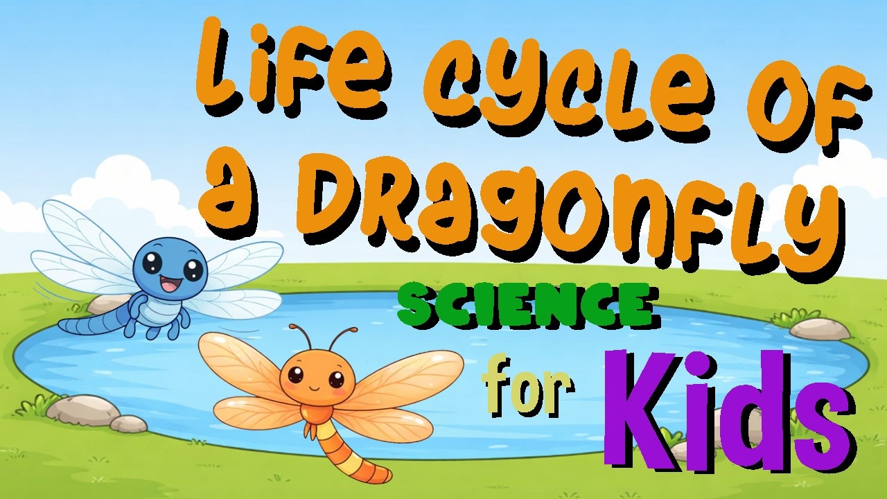 Life cycle of a Dragonfly | Science for Kids - YouTube