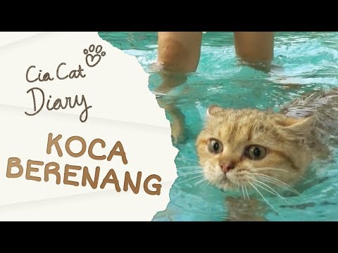 Koca Kucing Rusia Berenang - NYARIS TENGGELAM!!! -  Cia Cat Diary - Ep 31