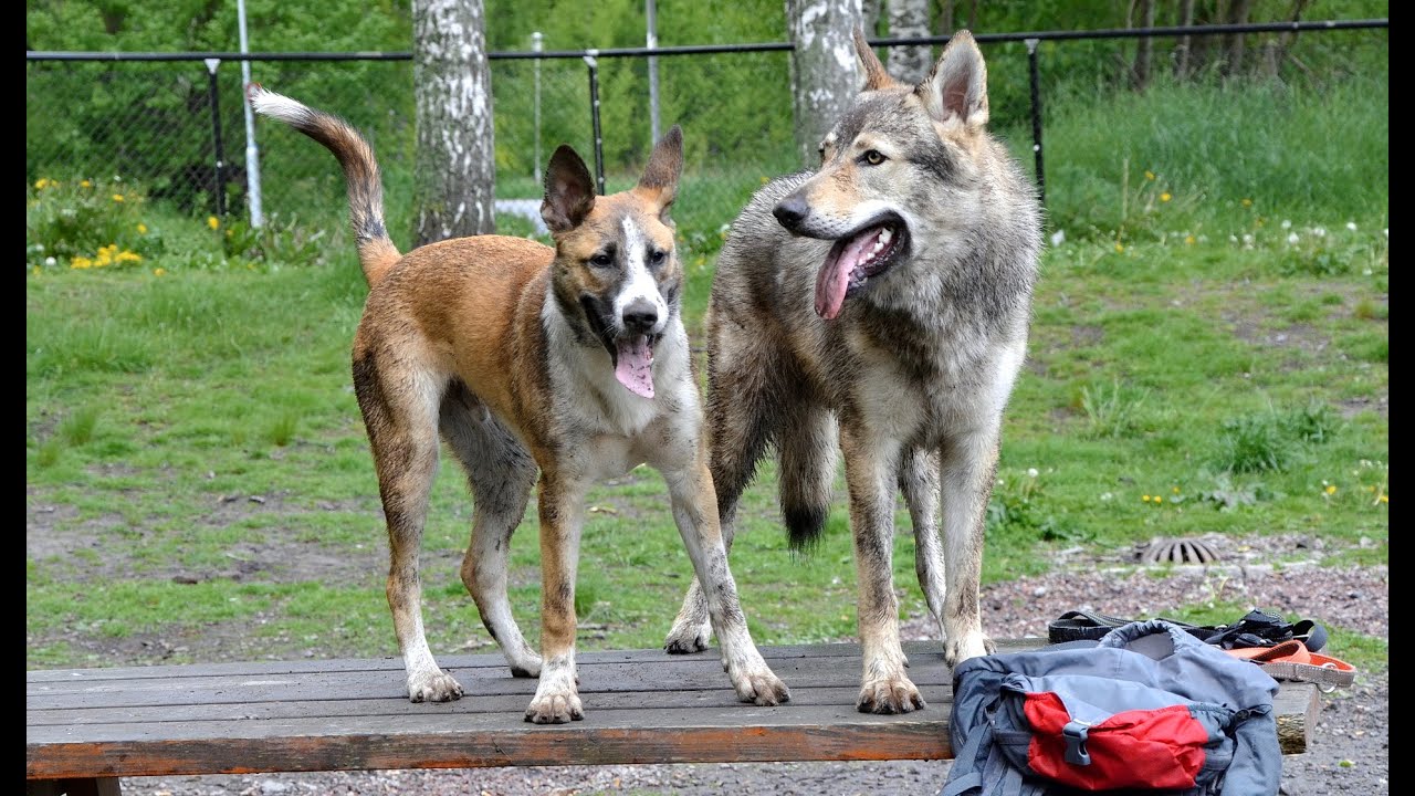 Czechoslovakian Wolfdog Lovec - The Dawg Park Episode VI, pack of dogs digging and playing