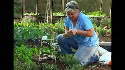DIY: Creating Teepees For Climbing Beans