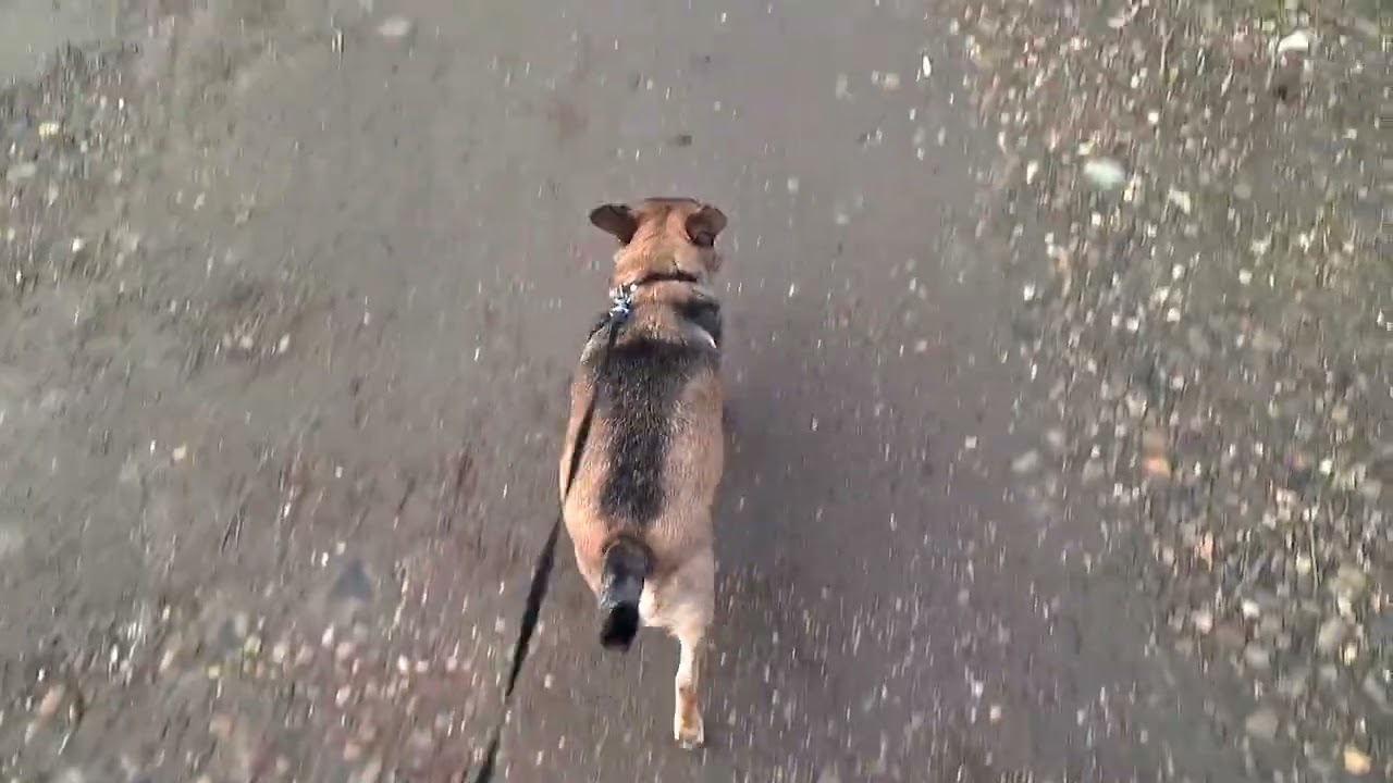 Интернет глушат, но прогулки по расписанию👍🦮🦮🦮