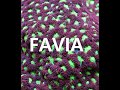 Let's talk corals : Faviidae