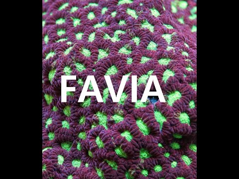 Let&rsquo;s talk corals : Faviidae