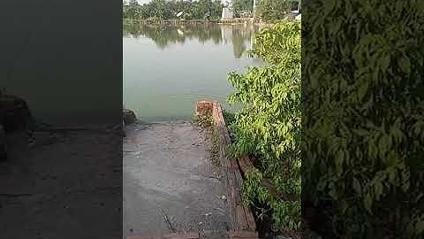 Vlogs 376 Báo cá - Hồ Câu DUY NGUYÊN 0383430084 Thôn Đoàn Kết, xã Đại Yên, huyện Chương Mỹ, Hà Nội