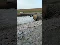 oooohh i love the dam this is gonna bring the pigs up from there winter holes stay tuned