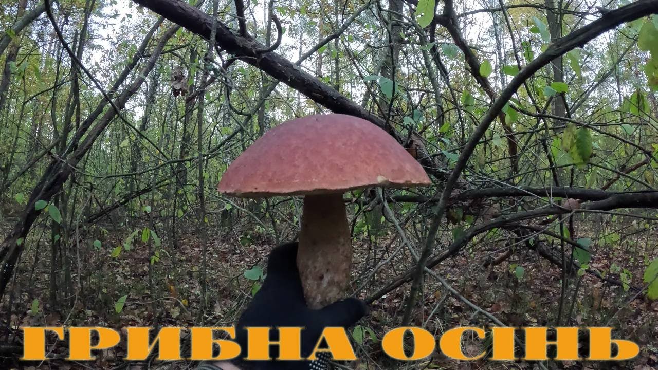 ГРИБНА ОСІНЬ,,,20,10,2025Р,,,ЗБИРАЮ ГРИБИ,,,