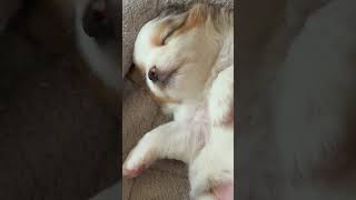 Aussie Puppy in Dreamland What is He Dreaming