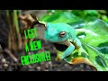 How to setup Bioactive Exo Terra Frog Enclosures!