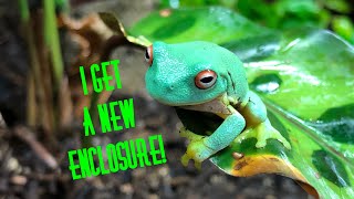 How to setup Bioactive Exo Terra Frog Enclosures!