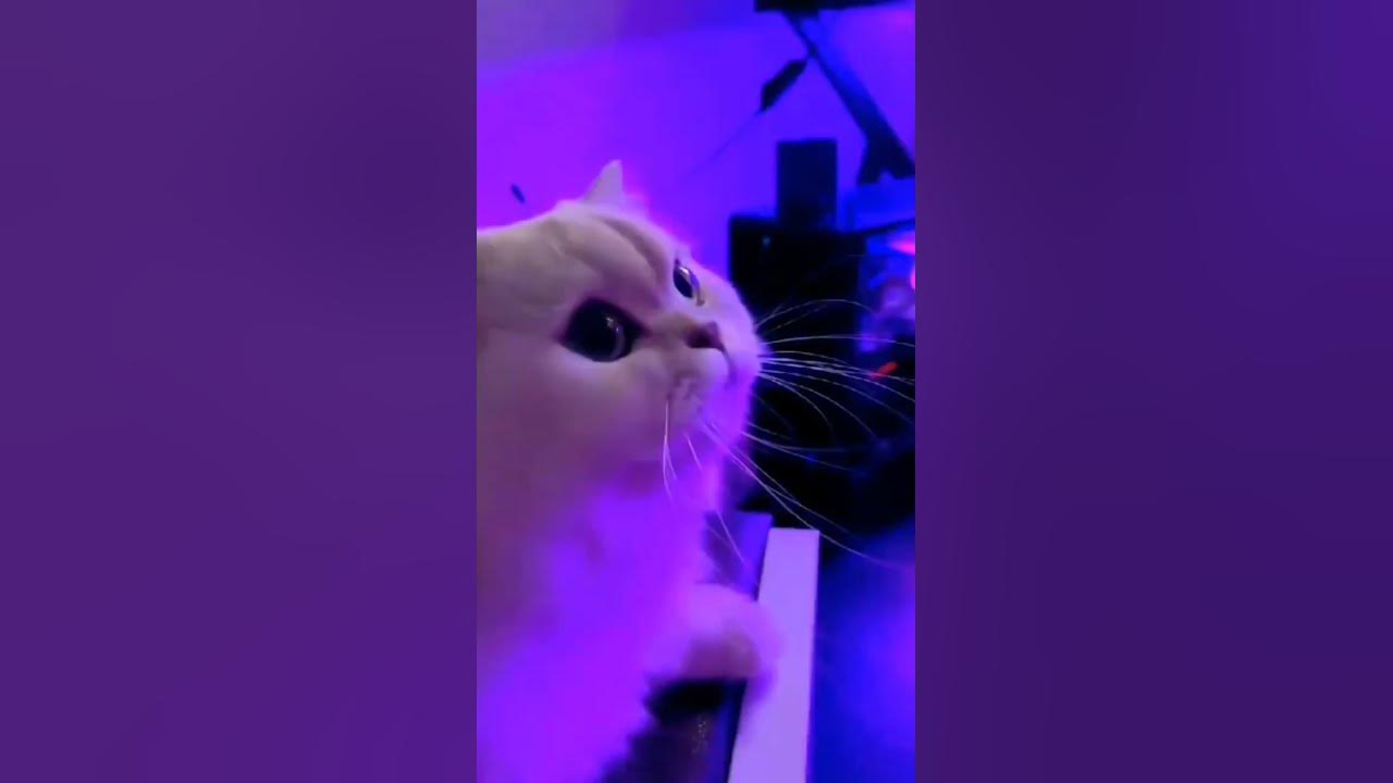 Котики - YouTube