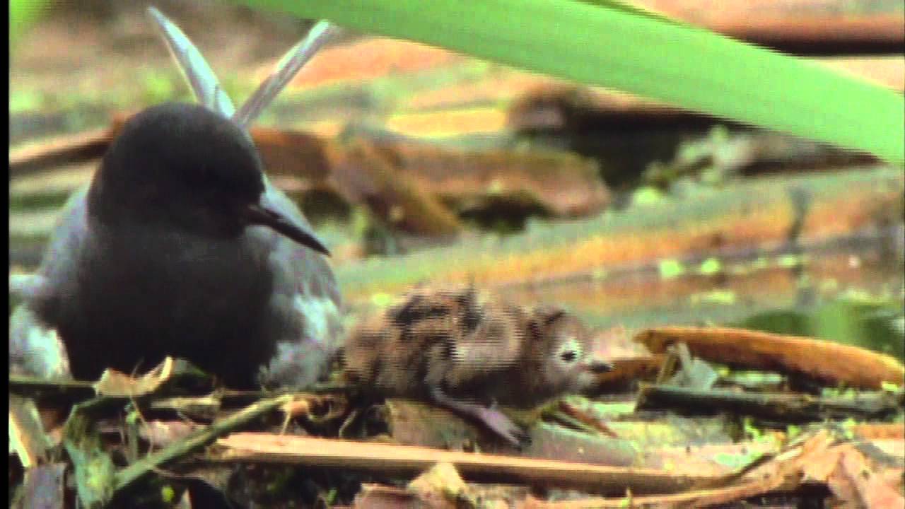Black Terns Nesting