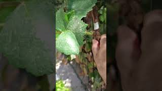 Yongali Göz Aşısı