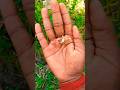 It is the Smaller shiny jewel beetlepart2#beautifulinsects#nature#anyuniquinsects