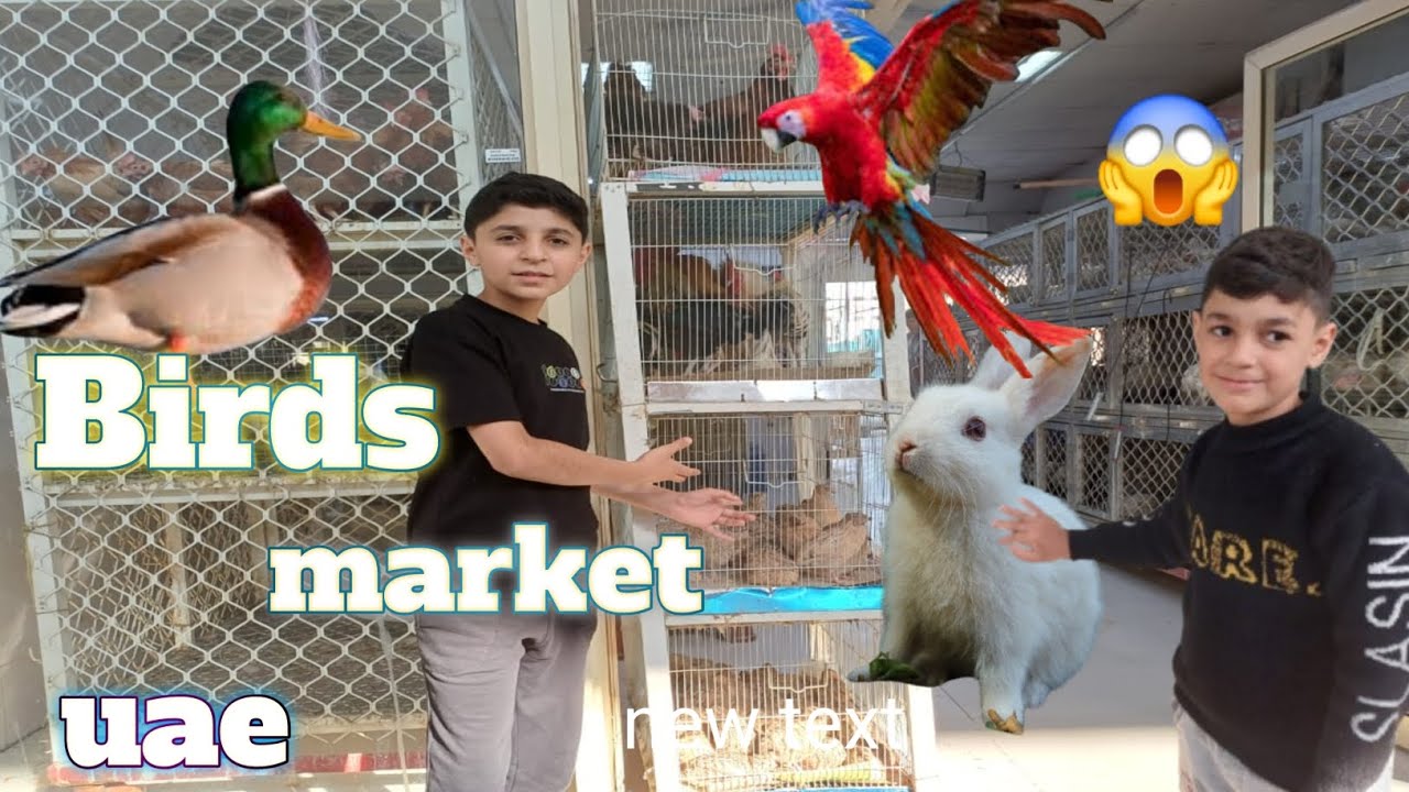 birds market uae 🤩 my 2th vlog 😋 😀 
