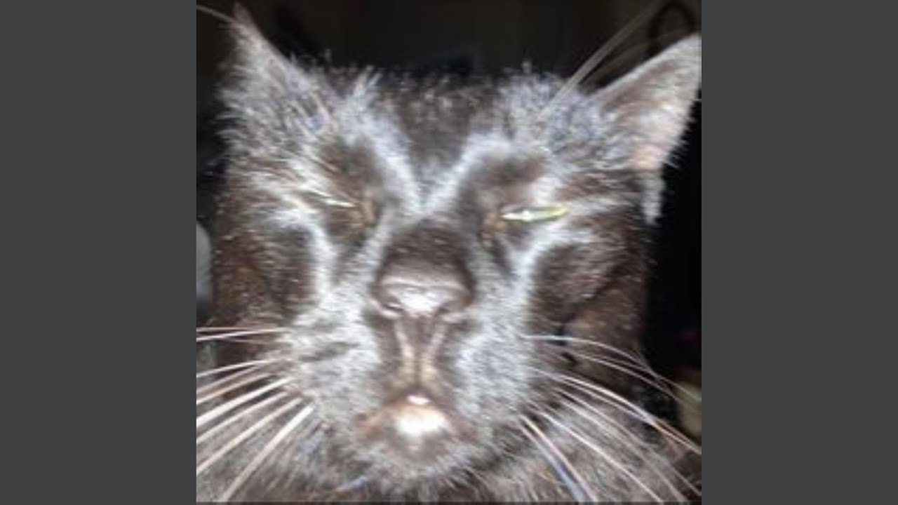 Watch oliver for president on YouTube