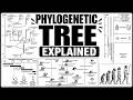 PHYLOGENETIC TREE EXPLAINED: GRADE 12 LIFE SCIENCES THUNDEREDUC PHYLOGENETIC TREE MADE SIMPLE