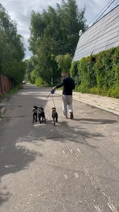 Сьемки идут со всех сторон😂Малыши свободны🤗 #щенки #pitbull #питбуль # ...