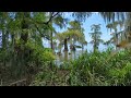 Swamp by the Lake [ Nature Ambience ] Real Life