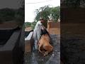 "Village Man Filling Water on Camel — Real Desert Life Hard Work!"