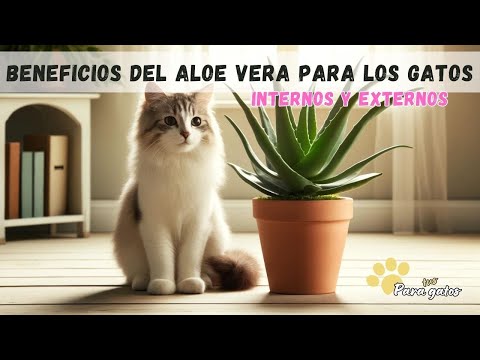 BENEFICIOS DEL ALOE VERA PARA LOS GATOS  INTERNOS Y EXTERNOS - YouTube