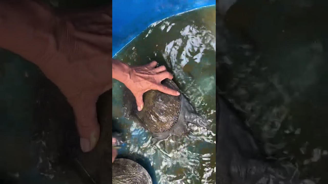 xả hồ cua chọn đực cái