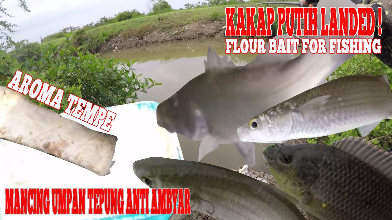 Mancing Kakap Putih & Belanak Umpan Tepung / Fun Fishing Using Flour Bait