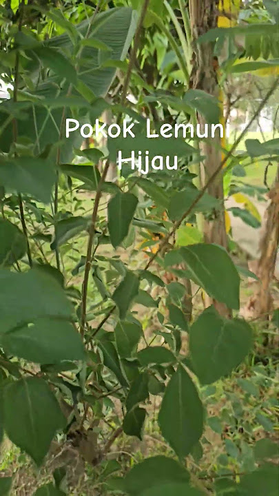 Pokok Lemuni Hijau 🌿 #viral #viralshorts